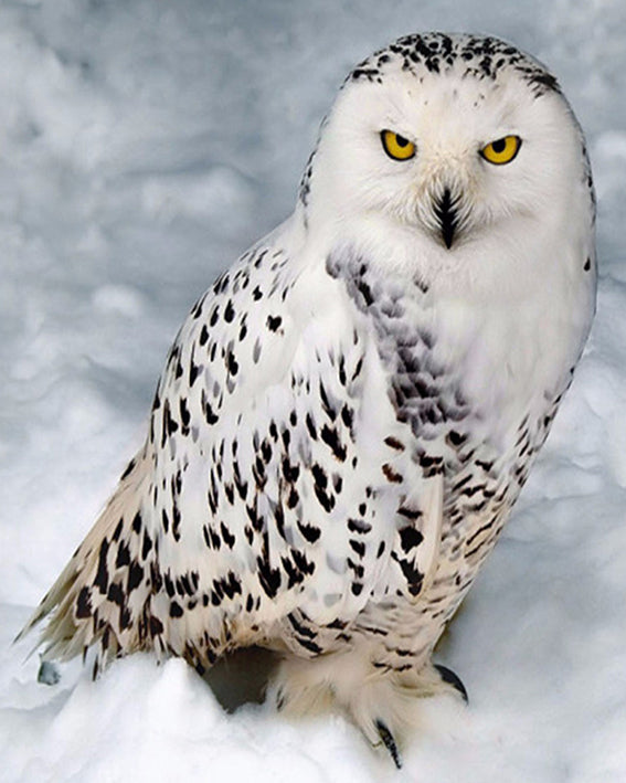 Snowy Owl Diamond Painting Wall Art Decor